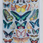 Papillons exotiques Millot