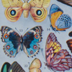 Papillons exotiques Millot