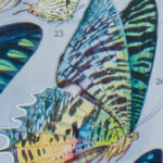 Papillons exotiques Millot