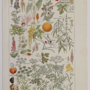 Plantes dangereuses, arum de 1924, décoration authentique