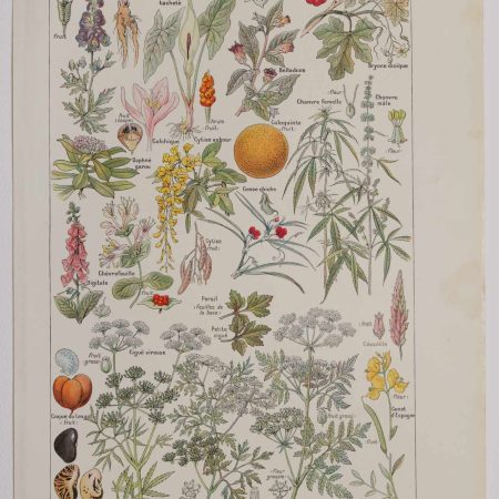 Planche botanique d’époque "Plantes dangereuses, arum" de 1924, décoration vintage authentique