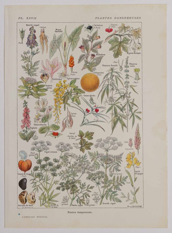 Planche botanique d’époque "Plantes dangereuses, arum" de 1924, décoration vintage authentique