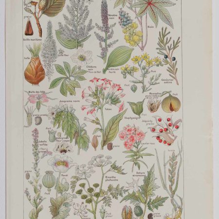 Planche botanique d’époque "Plantes dangereuses, hêtre" de 1924, décoration vintage authentique
