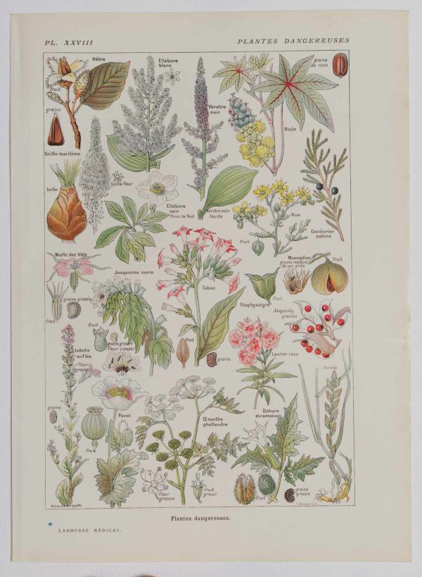 Planche botanique d’époque "Plantes dangereuses, hêtre" de 1924, décoration vintage authentique
