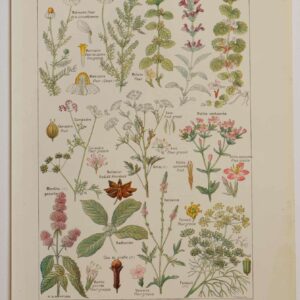Plantes digestives, stimulantes, planche botanique 1924