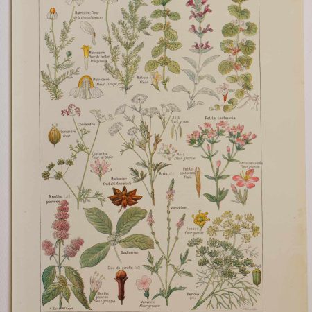 Planche botanique d’époque "Plantes digestives, stimulantes" de 1924, décoration vintage authentique