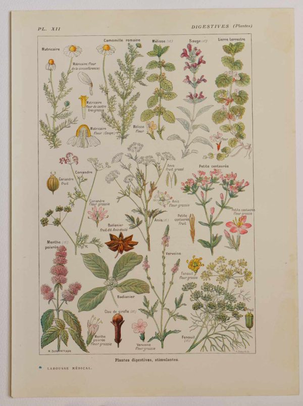 Planche botanique d’époque "Plantes digestives, stimulantes" de 1924, décoration vintage authentique