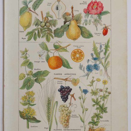 Planche botanique d’époque "Plantes médicinales apéritives, astringentes, laxatives" de 1924