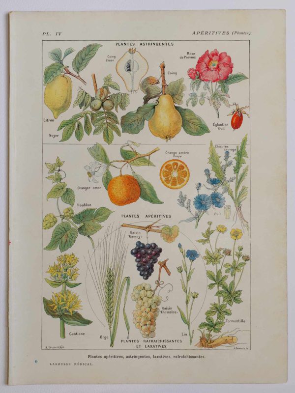 Planche botanique d’époque "Plantes médicinales apéritives, astringentes, laxatives" de 1924