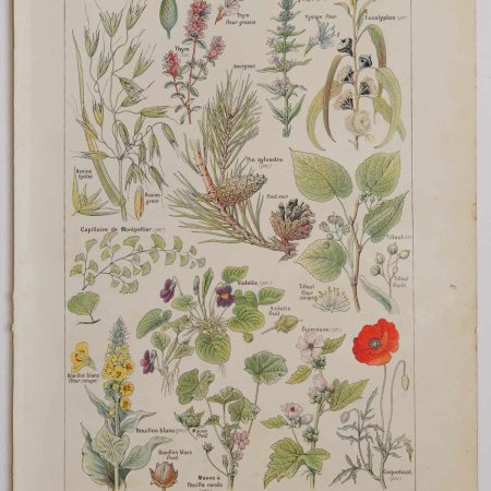 Planche botanique d’époque  "Plantes médicinales calmantes, émollientes" de 1924, authentique
