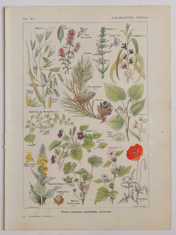 Planche botanique d’époque  "Plantes médicinales calmantes, émollientes" de 1924, authentique