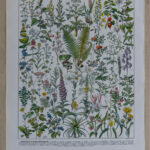 Plantes médicinales Millot