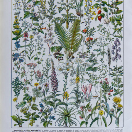 Plantes médicinales Millot