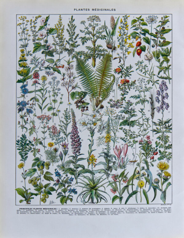 Plantes médicinales Millot