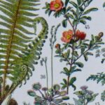 Plantes médicinales Millot