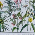 Plantes médicinales Millot