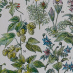 Plantes médicinales Millot