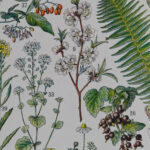 Plantes médicinales Millot