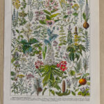 Plantes médicinales Millot