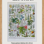Plantes médicinales Millot