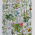 Plantes médicinales Millot