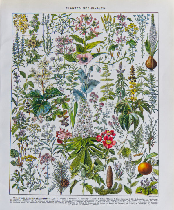 Plantes médicinales Millot