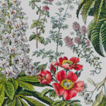 Plantes médicinales Millot
