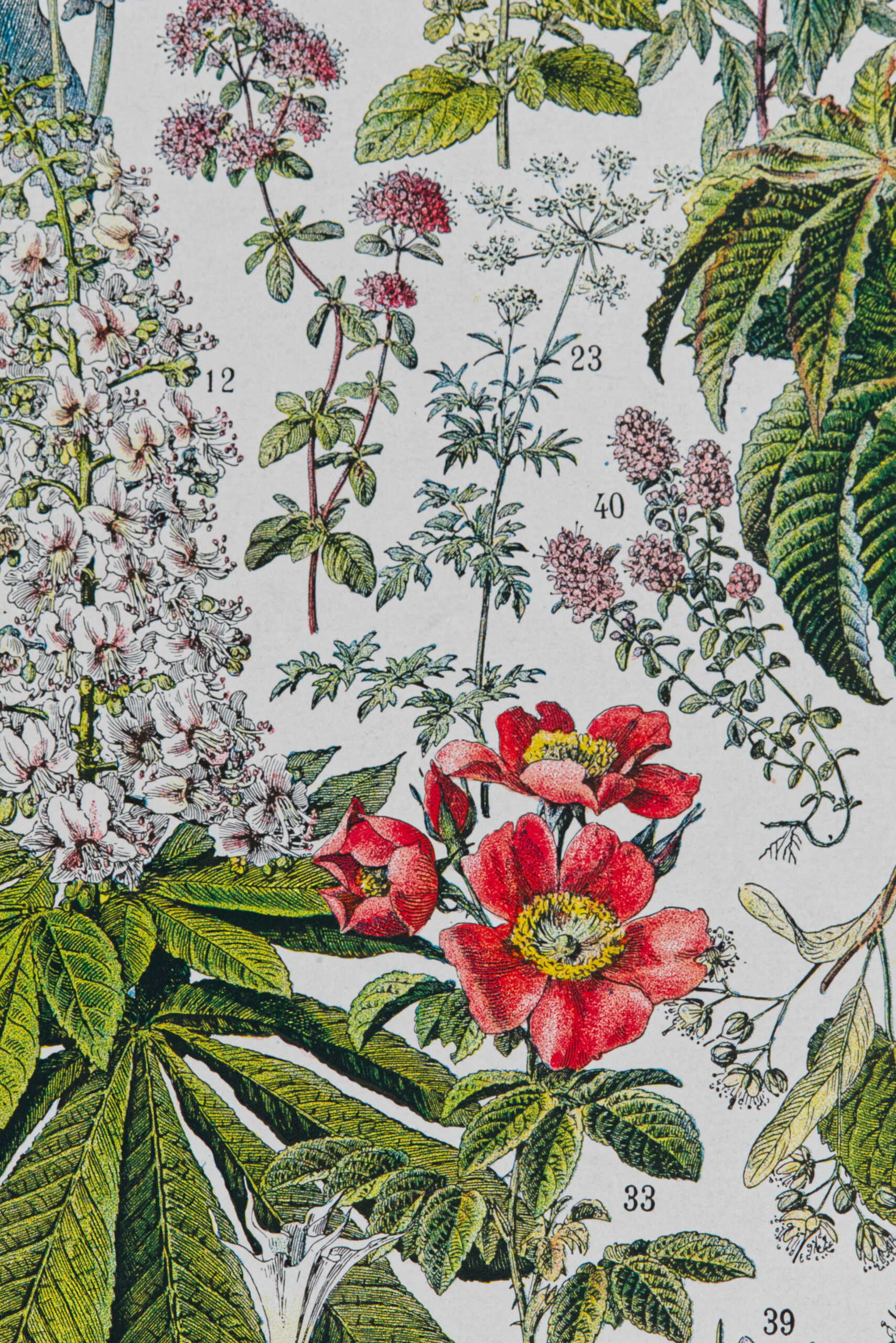 Plantes médicinales Millot