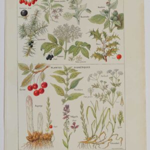 Planche botanique d’époque "Plantes sudorifiques, diurétiques" de 1924, décoration authentique