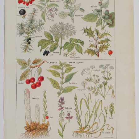 Planche botanique d’époque "Plantes sudorifiques, diurétiques" de 1924, décoration authentique