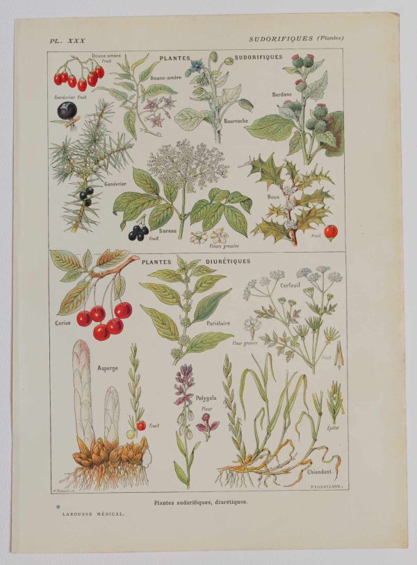 Planche botanique d’époque "Plantes sudorifiques, diurétiques" de 1924, décoration authentique
