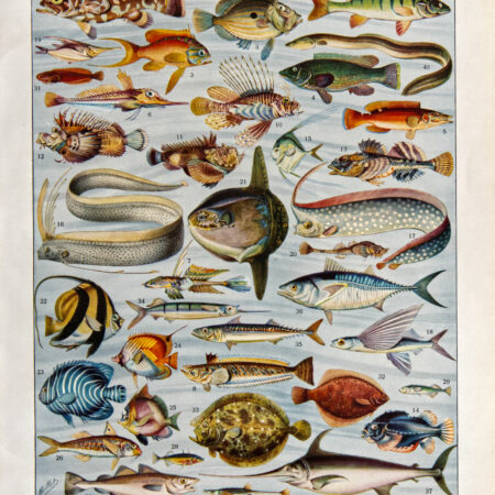 Planche originale "Poissons" – Adolphe Millot (1898) | Art scientifique| Planche vintage (1932) recto/verso 24 cm x 31,5 cm