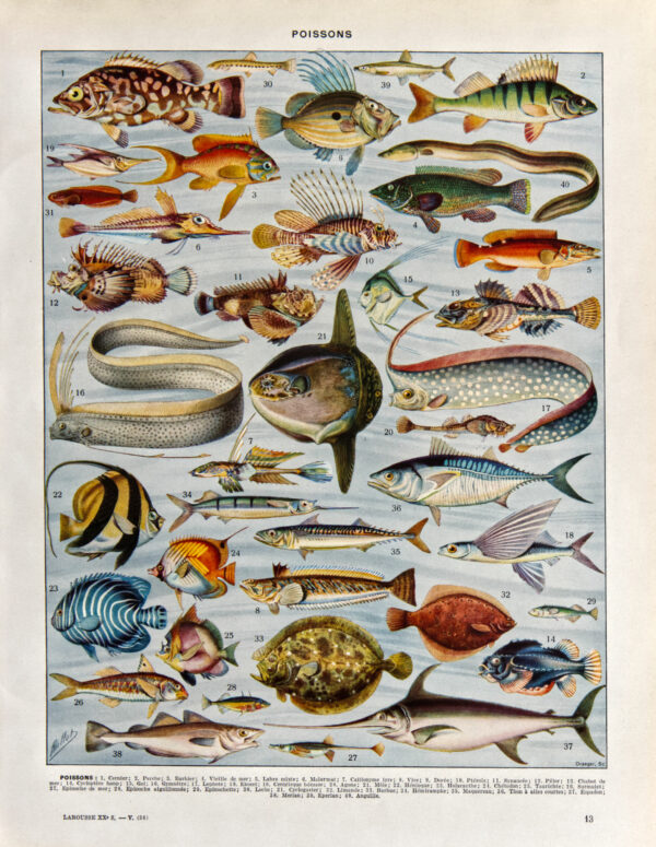 Planche originale "Poissons" – Adolphe Millot (1898) | Art scientifique| Planche vintage (1932) recto/verso 24 cm x 31,5 cm
