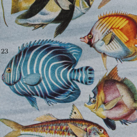 Poissons