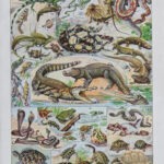 Reptiles