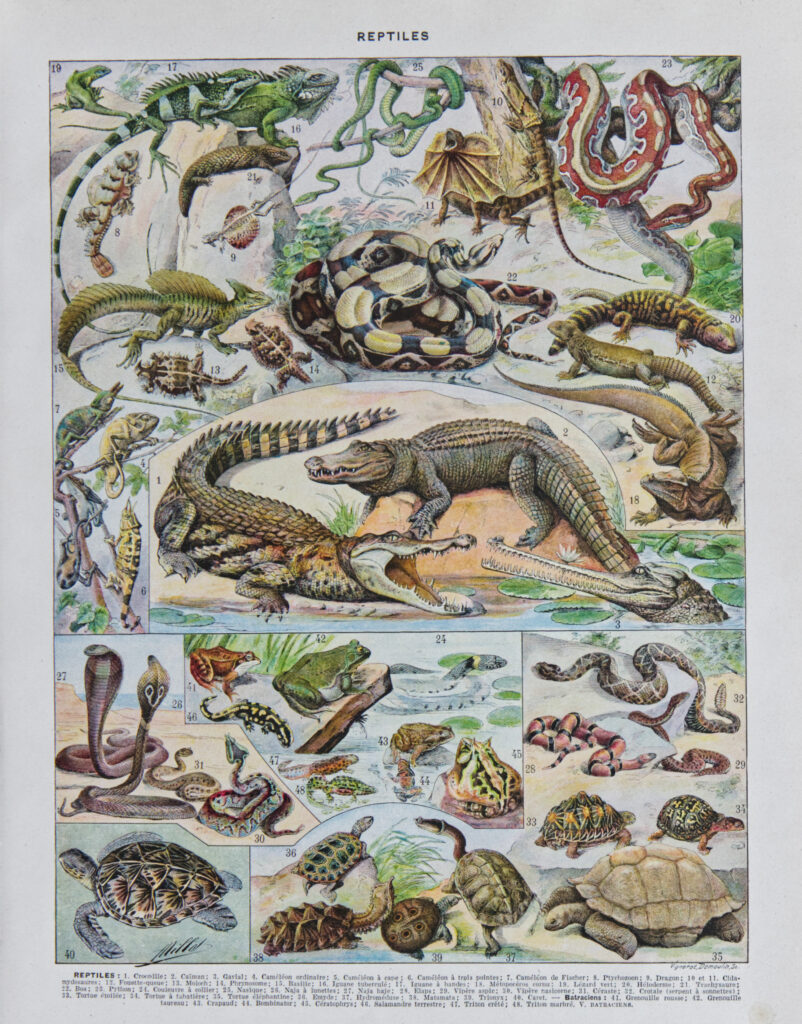 Reptiles