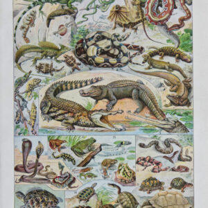 Reptiles