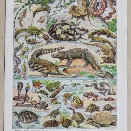 3 planches originales Reptiles et Paléontologie Adolphe Millot (1898) | Collection de 3 planches vintages de 24 cm x 31,5 cm chacune