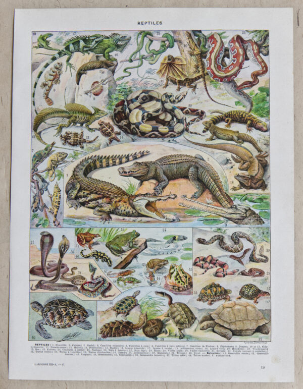 3 planches originales Reptiles et Paléontologie Adolphe Millot (1898) | Collection de 3 planches vintages de 24 cm x 31,5 cm chacune