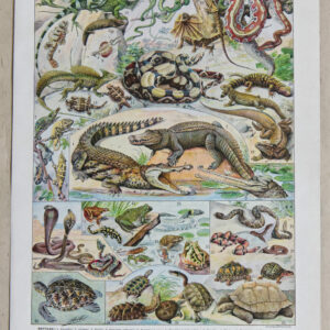 Lot de 3 planches originales Reptiles et Paléontologie Adolphe Millot (1898)