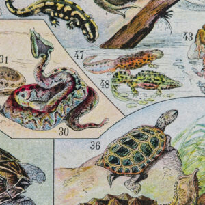 Reptiles