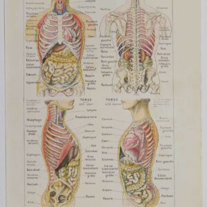 Planche d'anatomie d'époque "Abdomen et Thorax" de 1924, décoration scientifique authentique