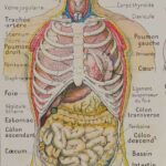 medical-anatomie-abdomen