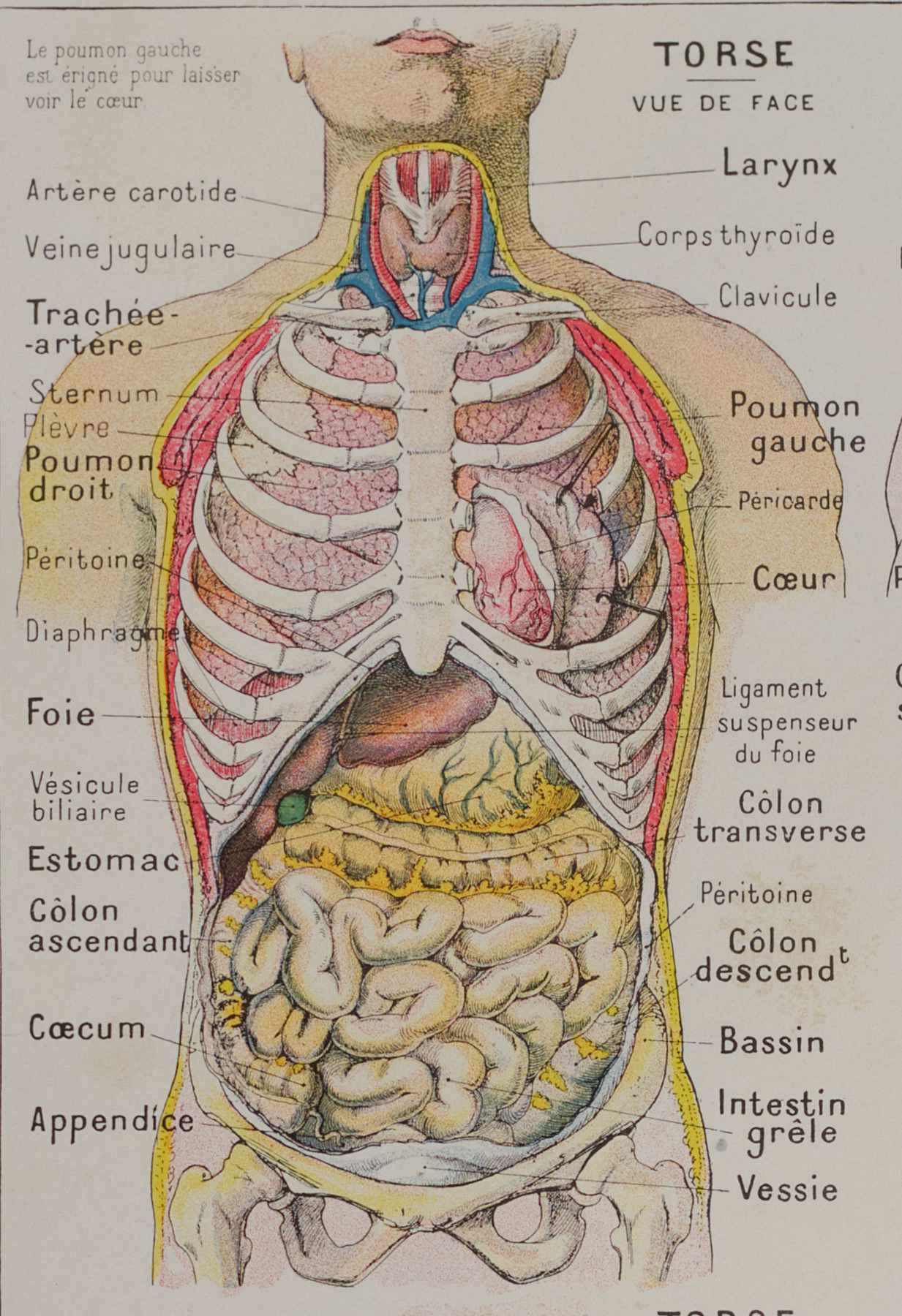 medical-anatomie-abdomen