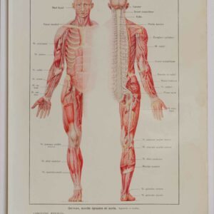 Planche d'anatomie d'époque "Cerveau et nerfs" de 1924, décoration scientifique authentique