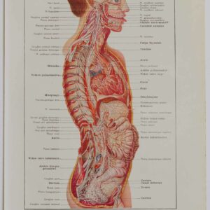 Planche d'anatomie d'époque "Nerfs crâniens" de 1924, décoration scientifique authentique