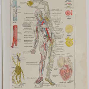 Planche d'anatomie d'époque "Cœur et circulation" de 1924, décoration scientifique authentique