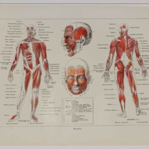 Planche d'anatomie d'époque "Muscles" de 1924, décoration scientifique authentique