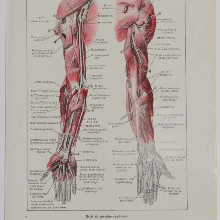 Planche d'anatomie d'époque "Nerfs du bras" de 1924, décoration scientifique authentique