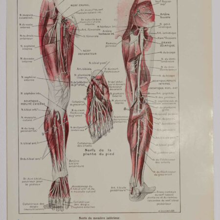 Planche d'anatomie d'époque "Nerfs de la jambe" de 1924, décoration scientifique authentique